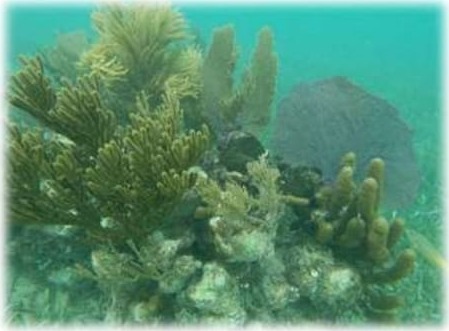 Corales blandos del arrecife de Costa Maya