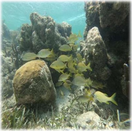 Cardumen de peces amarillos entre corales