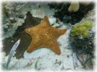 Estrella de mar naranja en el fondo arenoso del arrecife