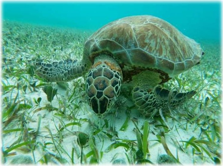 Tortuga marina descansando sobre el pasto marino en Mahahual